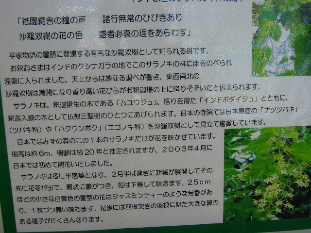 祇園精舎の鐘・・・【沙羅双樹】の・・・。_e0237645_10491288.jpg