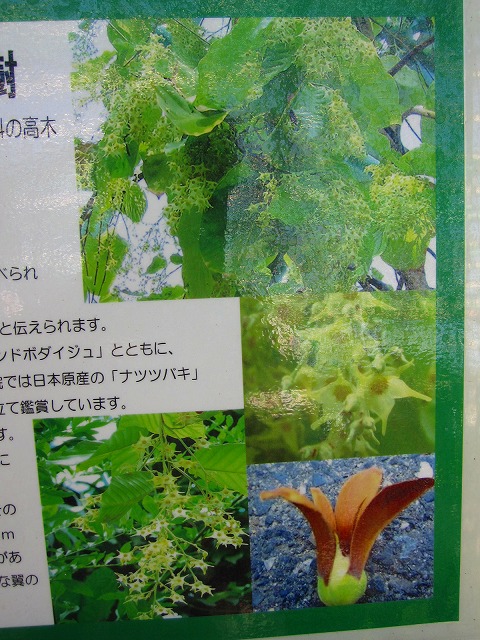 祇園精舎の鐘・・・【沙羅双樹】の・・・。_e0237645_10493352.jpg