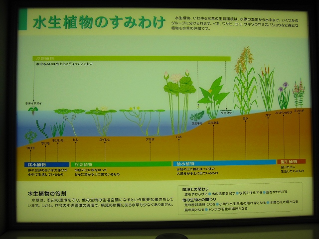 スイレン；琵琶湖水生植物公園にて_e0237645_11131045.jpg
