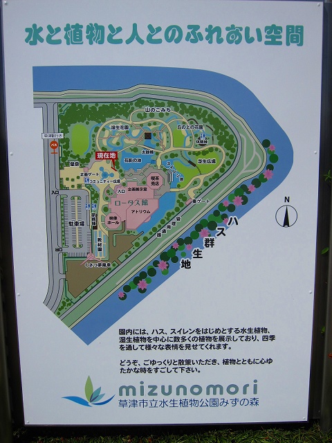 スイレン；琵琶湖水生植物公園にて_e0237645_119417.jpg