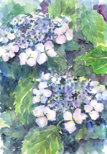 透明水彩画 SM 紫陽花 額付 ガラス