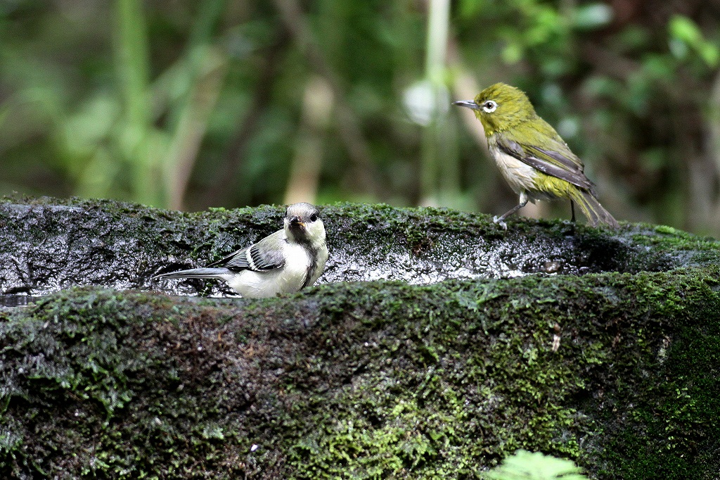 2012/06　　～いつもの水場～今が旬～若鳥の集い‐2_f0238447_17211552.jpg