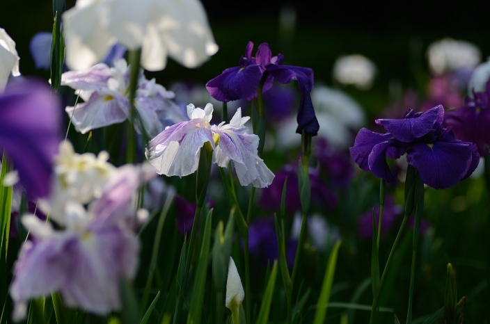 20120625 菖蒲 頼成の森花しょうぶ祭り マクロ_a0263952_2343775.jpg