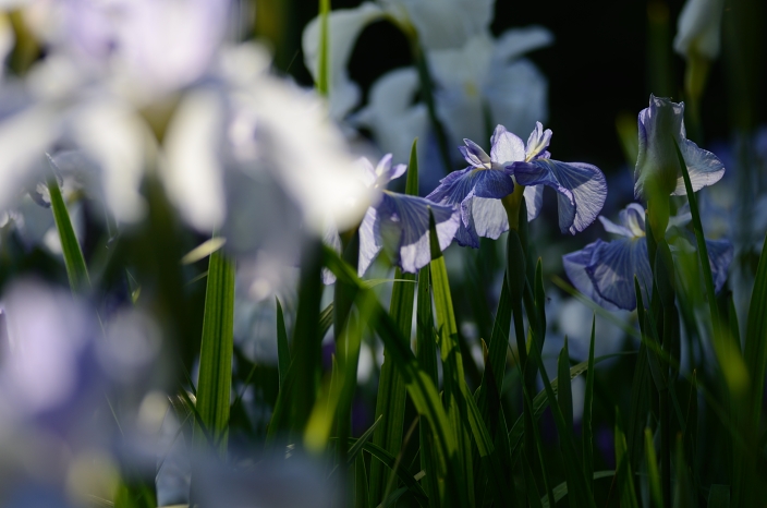 20120625 菖蒲 頼成の森花しょうぶ祭り マクロ_a0263952_2352376.jpg