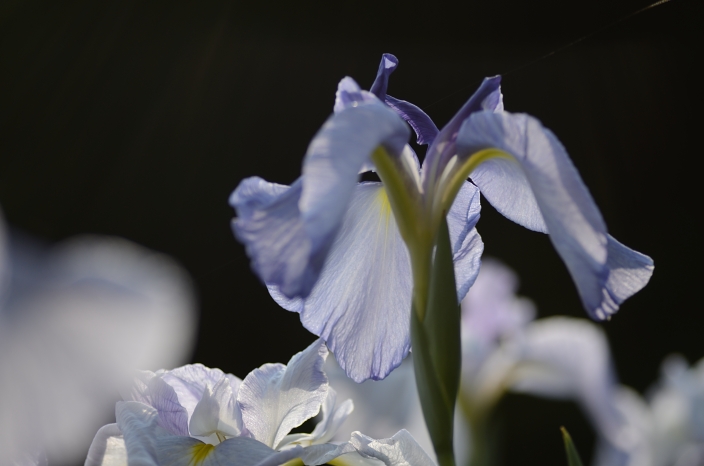 20120625 菖蒲 頼成の森花しょうぶ祭り マクロ_a0263952_2355221.jpg