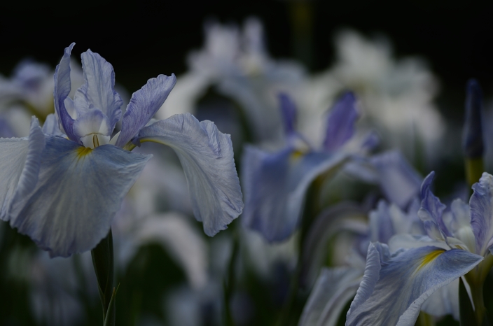 20120625 菖蒲 頼成の森花しょうぶ祭り マクロ_a0263952_236693.jpg