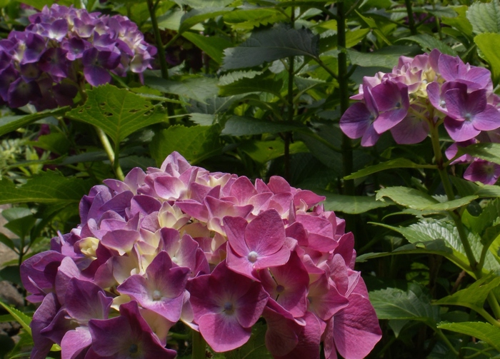 楊谷寺の紫陽花　＠京都・長岡京市_b0063958_1848393.jpg