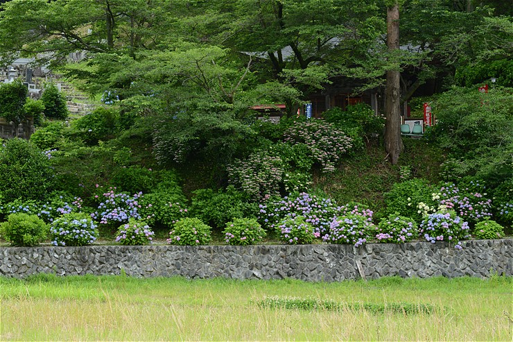 秩父札所三番常泉寺 ~紫陽花~_f0222161_13441249.jpg