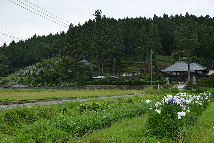 秩父札所三番常泉寺 ~紫陽花~_f0222161_1344185.jpg