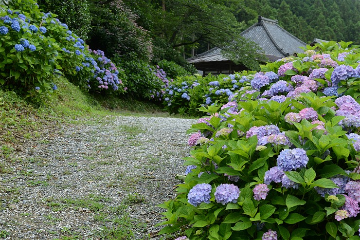 秩父札所三番常泉寺 ~紫陽花~_f0222161_13441897.jpg