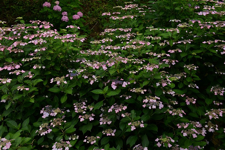 秩父札所三番常泉寺 ~紫陽花~_f0222161_13443343.jpg