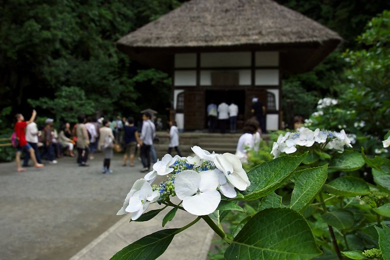 鎌倉　明月院(６月２１日）_c0057265_36191.jpg