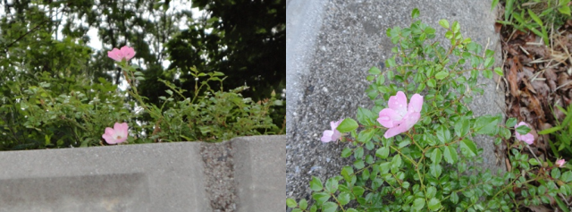 d0152765_2229763.png