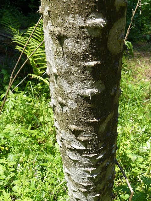 d0019074_844858.jpg