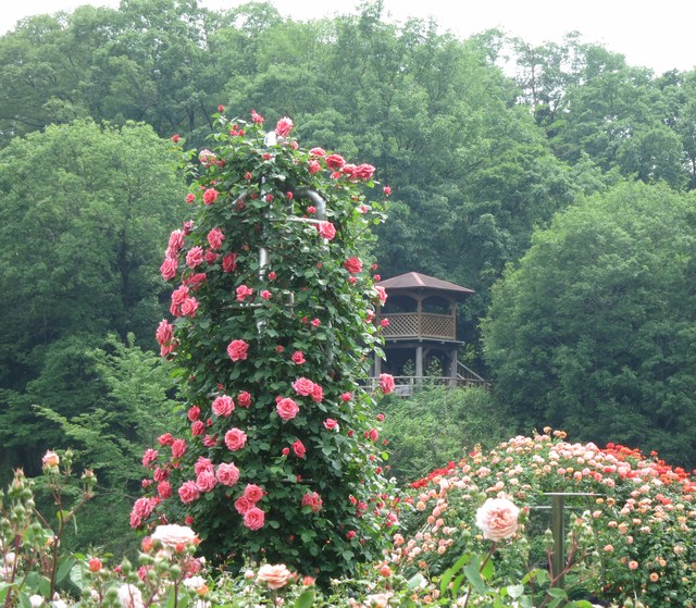 花フェスタ記念公園❁_e0233674_10464023.jpg