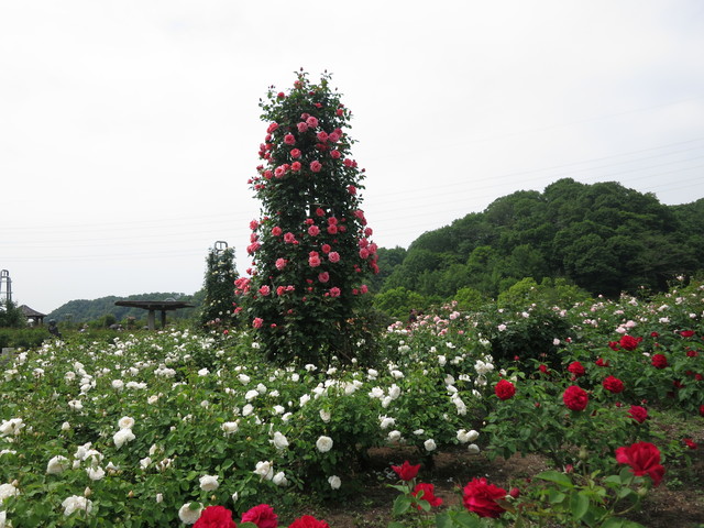 花フェスタ記念公園❁_e0233674_1046534.jpg