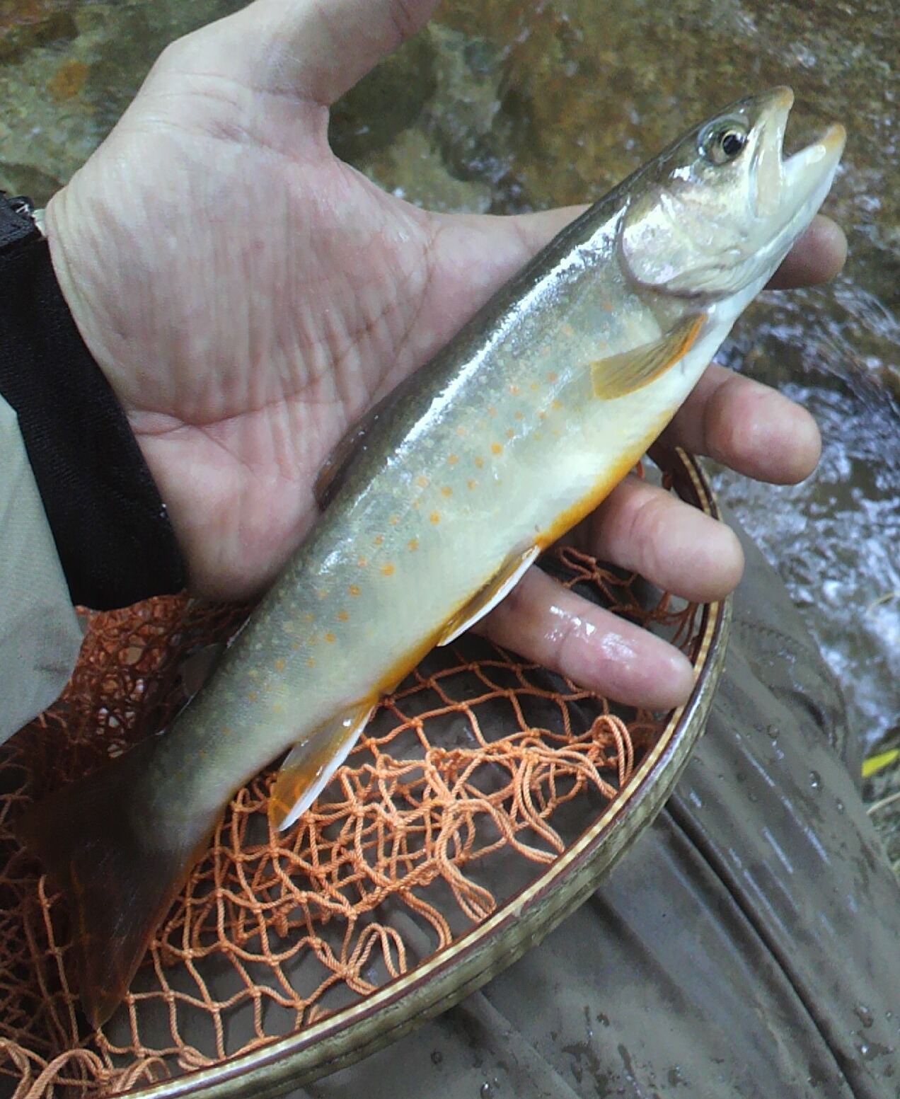 岩魚 イワナ いわな 八王子発 気ままに書いてます