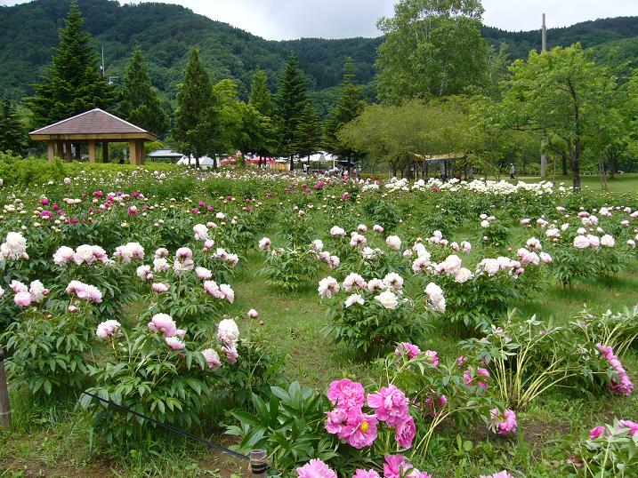 野点風景＠虹の湖しゃくやく祭り～☆_c0198781_23285611.jpg