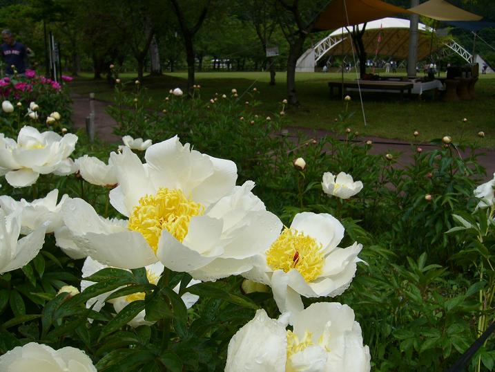 野点風景＠虹の湖しゃくやく祭り～☆_c0198781_23291395.jpg