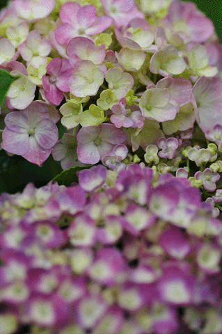 a0275782_13401022.gif