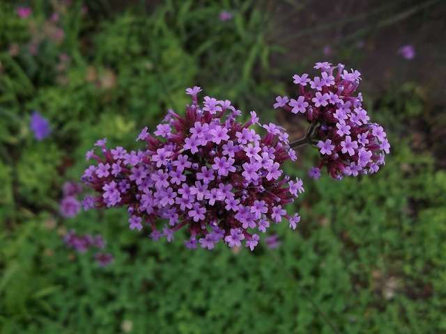 c0212083_2055547.jpg