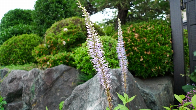 c0212083_2164224.jpg