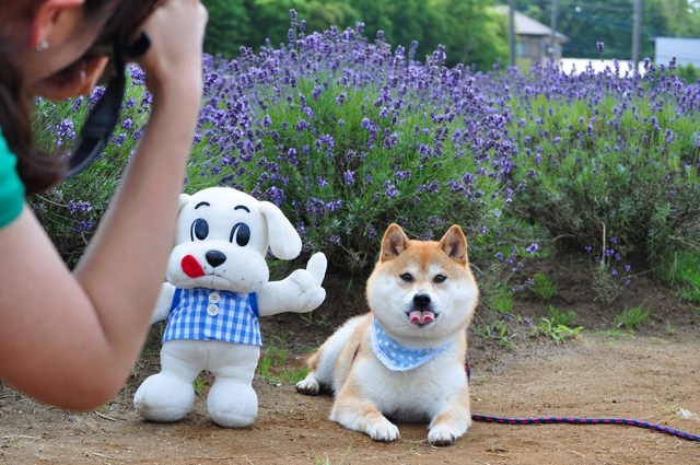 こんにちワン!ビタワンくん。_a0126590_22163138.jpg