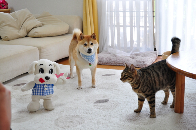 こんにちワン!ビタワンくん。_a0126590_2256519.jpg