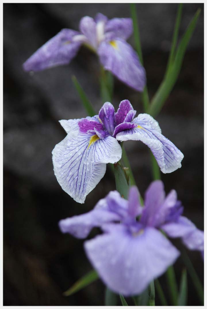 知立公園の花菖蒲　その1_e0207391_20183065.jpg