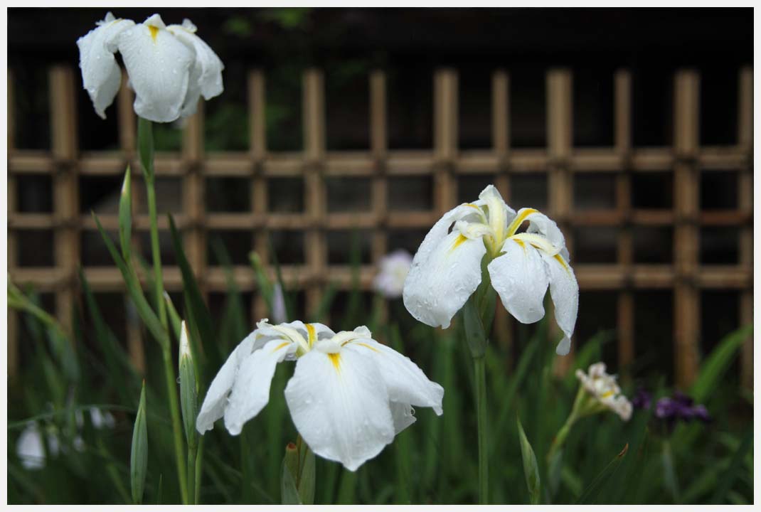 知立公園の花菖蒲　その1_e0207391_20184649.jpg