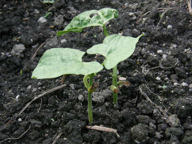 インゲン豆発芽 ふらふらかいご通信