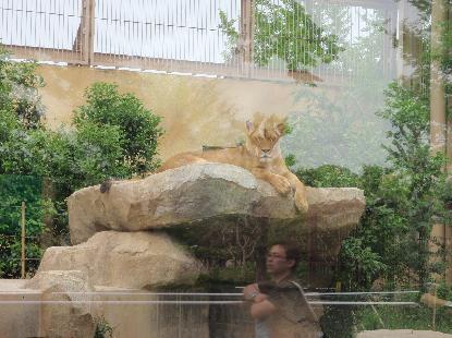 動物園 歩く_e0077899_9363662.jpg