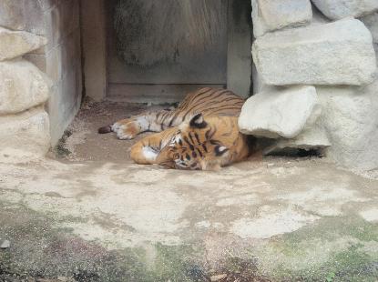 動物園 歩く_e0077899_9371361.jpg