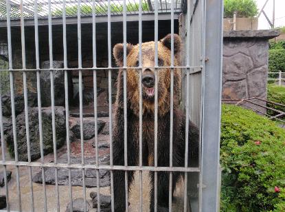 動物園 歩く_e0077899_9374543.jpg