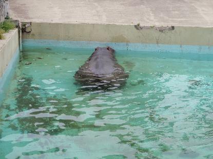 動物園 歩く_e0077899_9412330.jpg