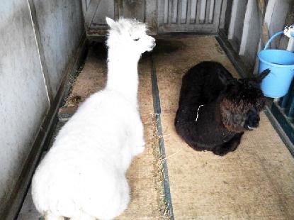 動物園 歩く_e0077899_945197.jpg