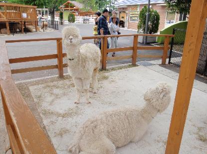 動物園 歩く_e0077899_9454063.jpg
