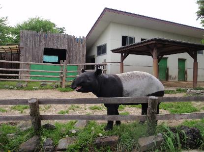動物園 歩く_e0077899_9462390.jpg