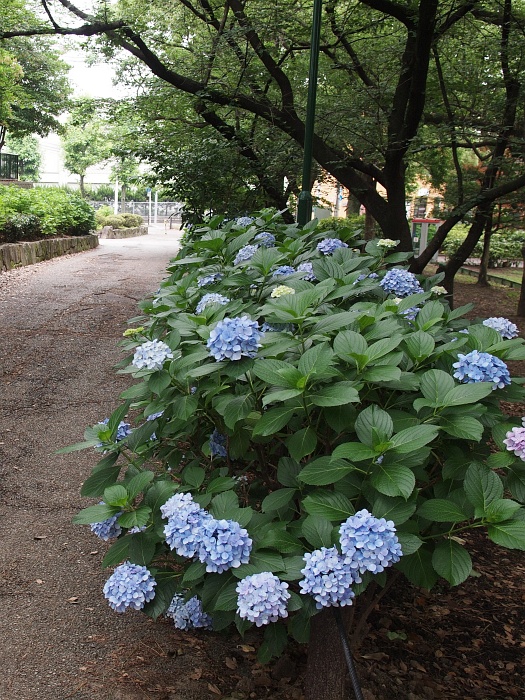 鶴舞公園のアジサイ_e0075403_19514163.jpg