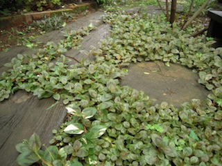 e0271409_7275128.jpg