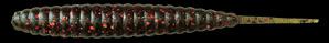 deps デスアダーなど新色も入荷しました。_a0153216_16564989.jpg