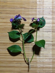 紫陽花のおまじない 追記_e0202518_20313267.jpg