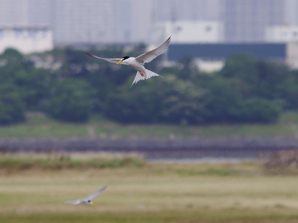 コアジサシ・・・葛西臨海公園(2)・・・大都会に生きる!♪_a0031821_19433643.jpg