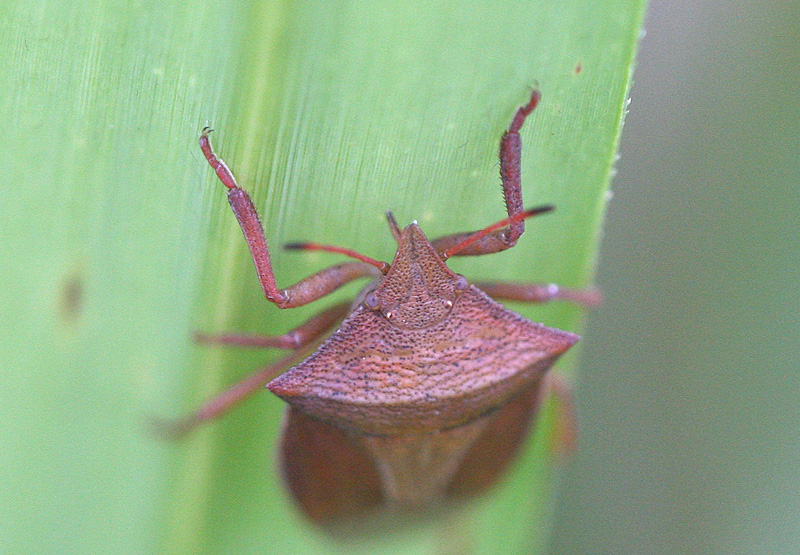 エビイロカメムシ Gonopsis affinis_f0161823_16224258.jpg