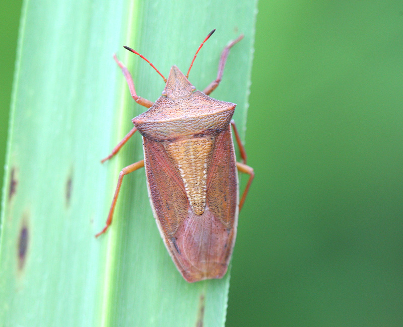 エビイロカメムシ Gonopsis affinis_f0161823_16225187.jpg