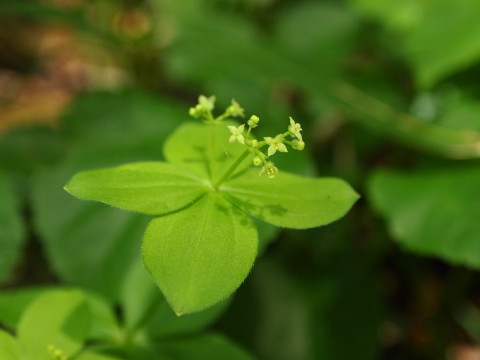b0147224_21592129.jpg