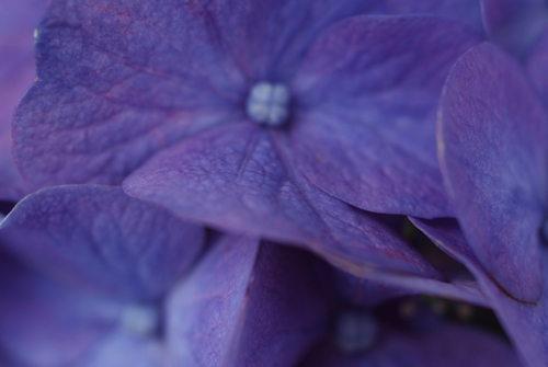 Hydrangea-2012　その弐_a0145825_22103037.jpg