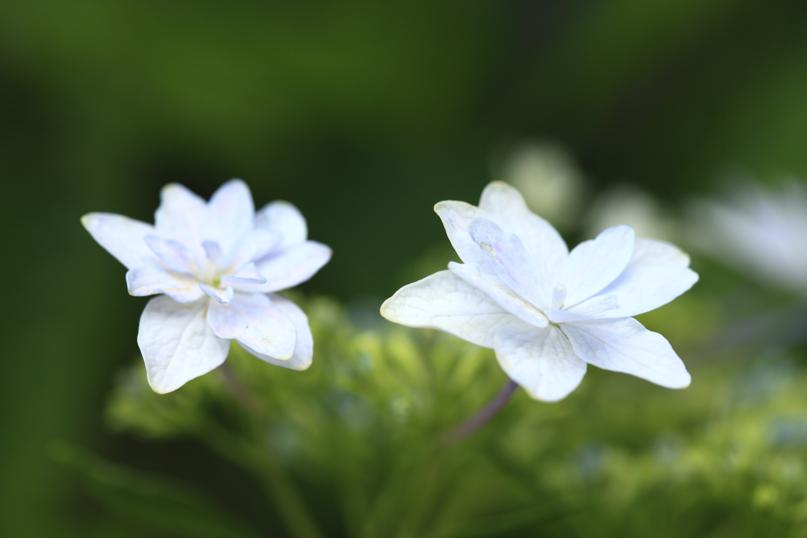 京都宇治三室戸の紫陽花_b0164726_23371740.jpg