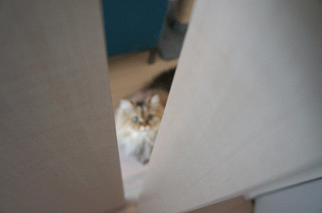 e0157129_1994519.gif