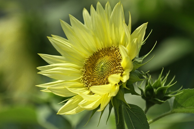 a0242438_21431567.jpg